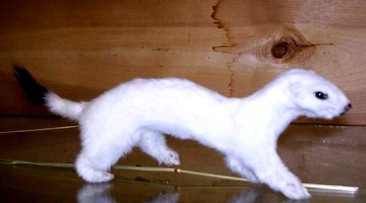 1.17.05weasel1