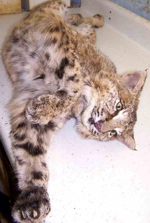 11206bobcat