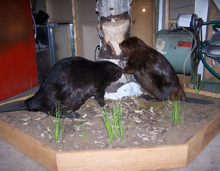 beavers