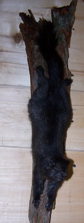 blacksquirrel