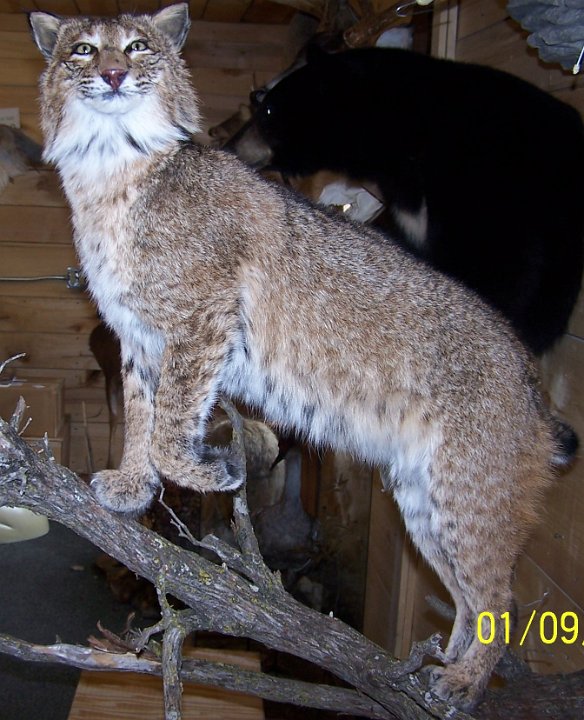 bobcat