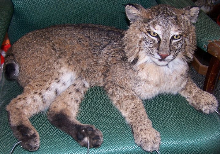 bobcat1