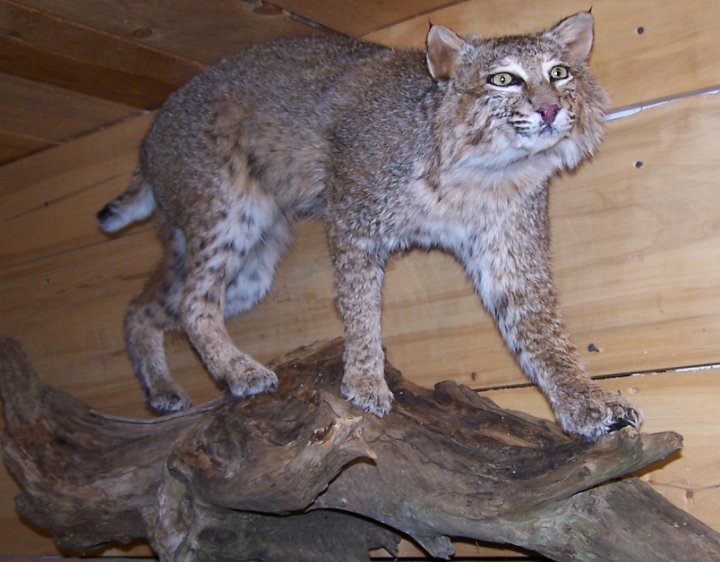 bobcat3