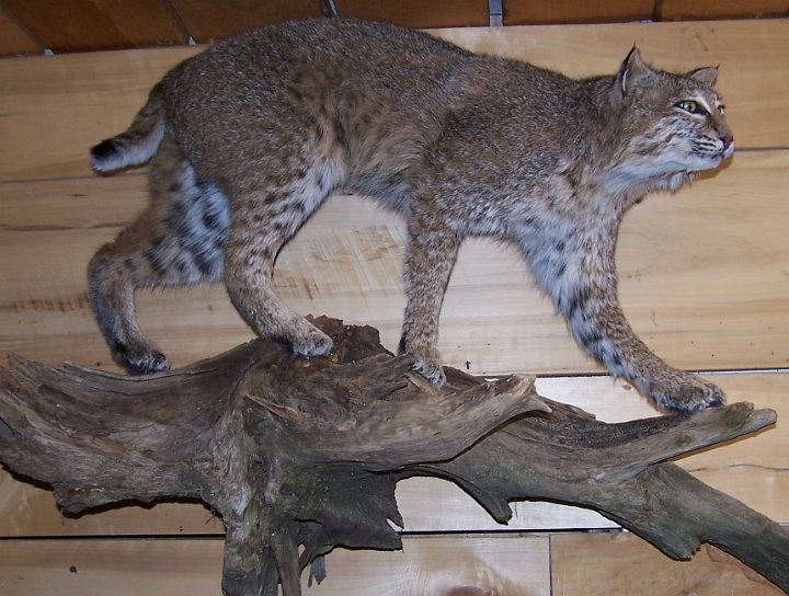 bobcat3a