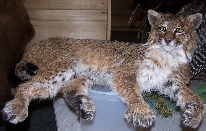 bobcat4
