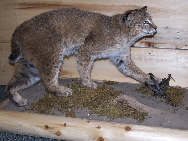 bobcat5