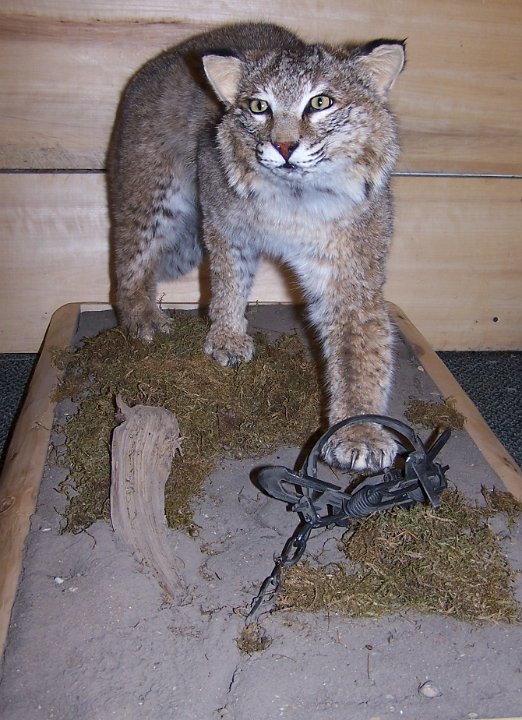 bobcat5a