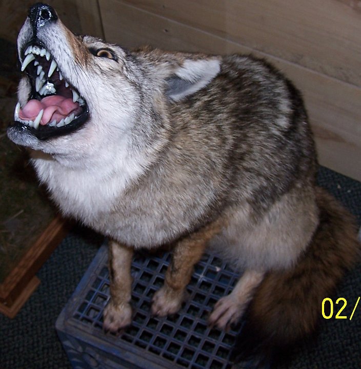 coyote