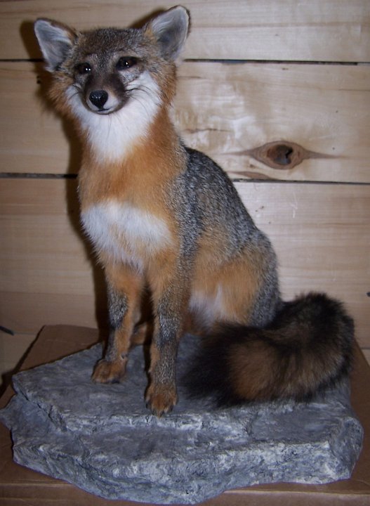 grayfox