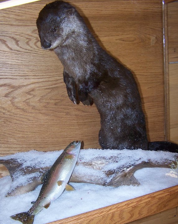 otter-RBtrout