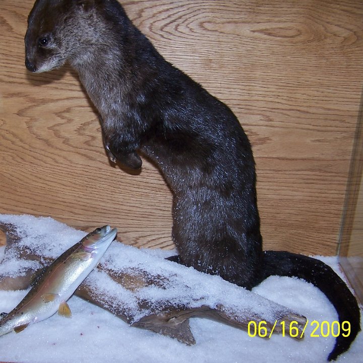 otter-RBtrout1