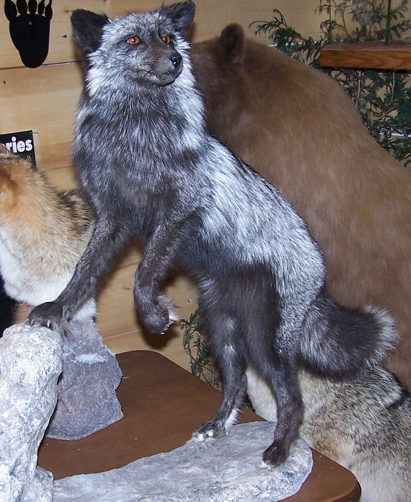 silverfox1