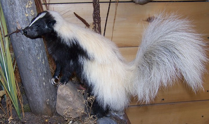 skunk