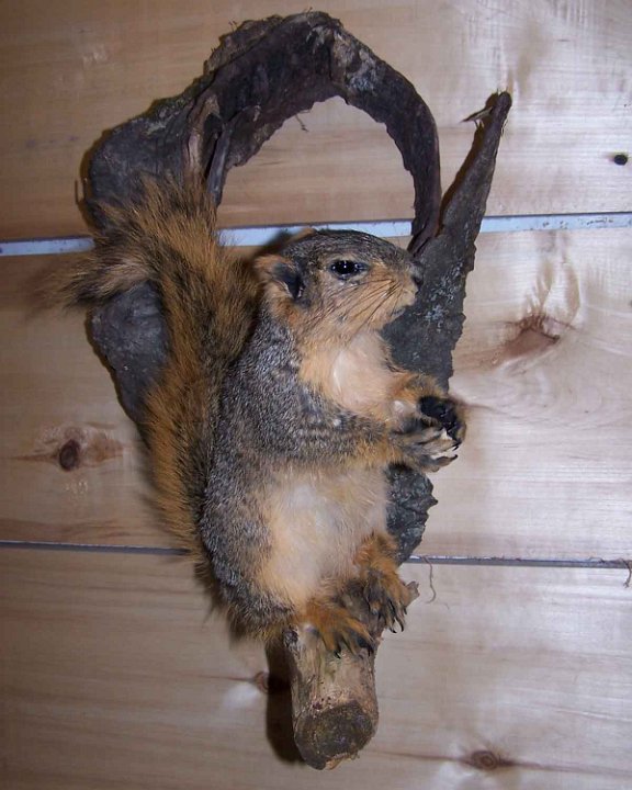 squirrel