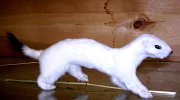 1.17.05weasel1