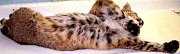 11206bobcat1