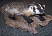 badger