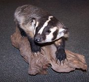 badger1