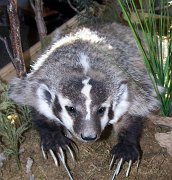 badgera