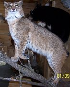 bobcat