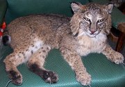 bobcat1