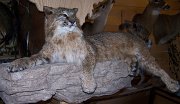 bobcat2