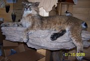 bobcat2a