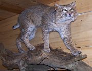 bobcat3