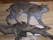 bobcat3a