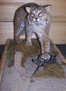 bobcat5a
