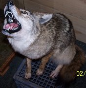 coyote
