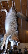 coyote1