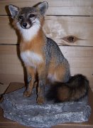 grayfox