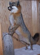 grayfox1