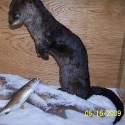 otter-RBtrout1