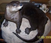 otter