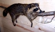 raccoon