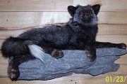 silverfox