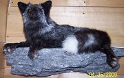 silverfox2