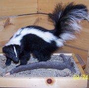 skunk1