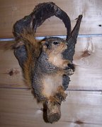 squirrel