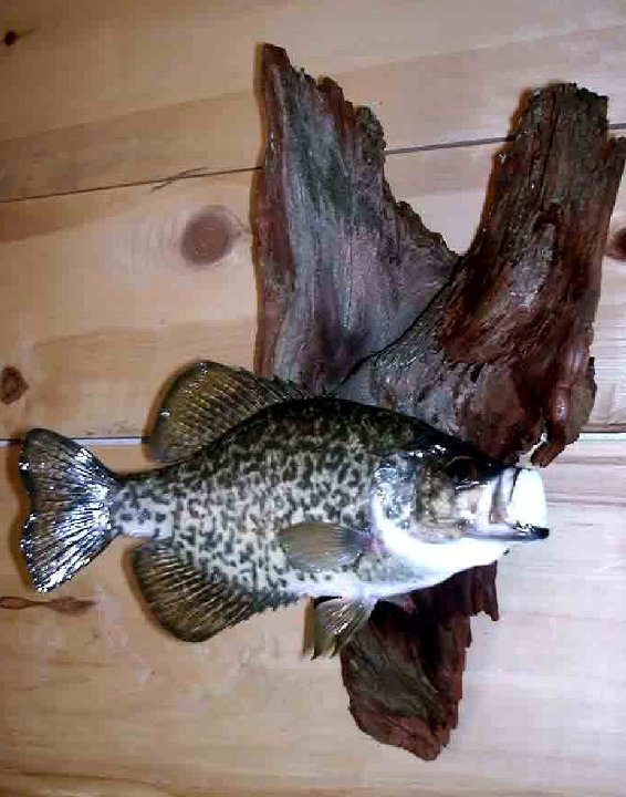 4.28.04crappie-2004