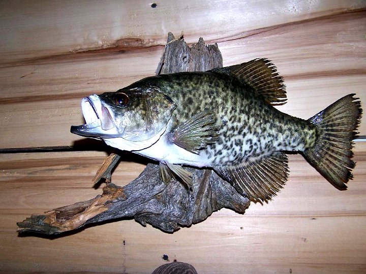 a12006-crappie