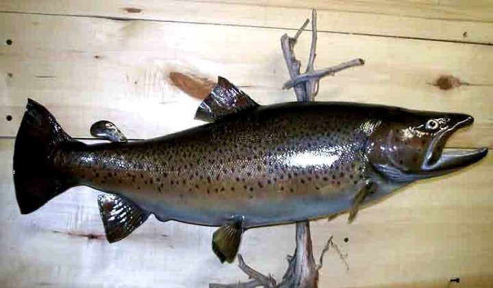 browntrout2
