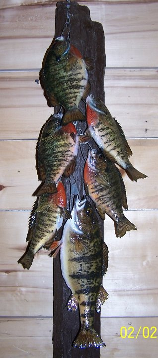 stringer