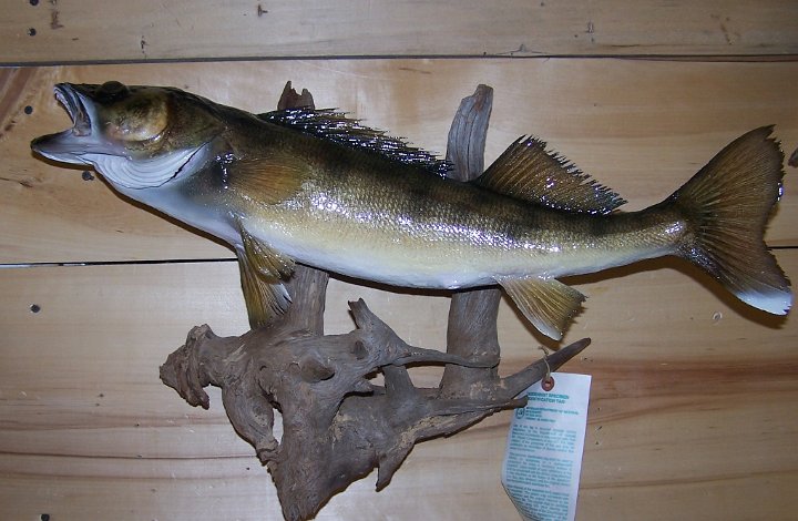 walleye1