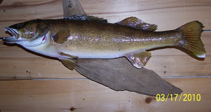 walleye2