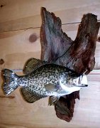 4.28.04crappie-2004