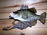 a12006-crappie