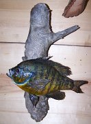 bluegill
